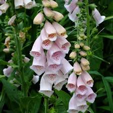 Image result for Vernonia centaureoides