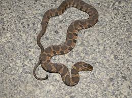 And inhabit a wide variety of aquatic habitats, including lakes, marshes, rivers, ponds, and streams. Northern Midland Watersnake Photos