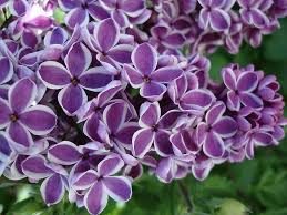 Lilac Flower Lila Flieder Flowers Perennials Flower Seeds Chrysanthemum Flower Seeds