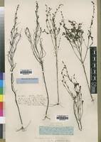 Image result for Micrargeria