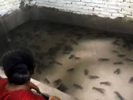 Budidaya Lobster Air Tawar Di Kamar Syafrizal Raup Belasan Juta Rupiah Perbulan