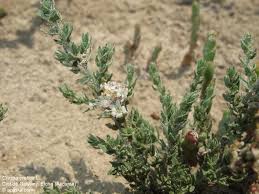 Image result for Cressa cretica