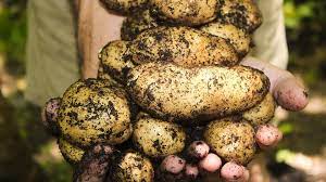 Choose from a wide range of similar scenes. How To Grow Potatoes Fruit Hill Farm Blog