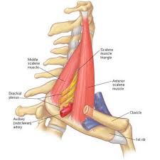 Sarah, class 11 b sarah is looking for pictures of teenagers from 9. Do You Carry A Heavy Pack Often Or Sit At A Desk I Bet Your First Rib Needs A Little Help Revo Physiotherapy Sports Performance