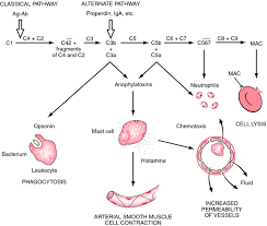 Image result for Complement Pathway