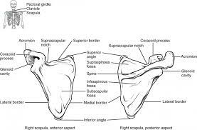 Muscles of the shoulder are a group of muscles surrounding the shoulder. The Pectoral Girdle Anatomy And Physiology I
