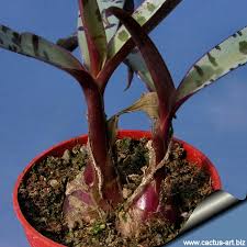 Image result for Landolphia violacea