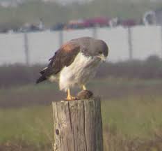 Black And White Hawk Eagle Texas White Tailed Hawk White Tail Birds Animals