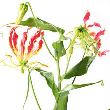 Le sezioni tubolari di varie altezze e le 2 sezioni di fiorellini e un pistillo. Gloriosa Amaryllis Clivia Piante Fiorite In Casa In Inverno Cose Di Casa