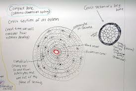 Use colored pencils to draw and label the following structures as they appear using the 40x objective, or by looking at an image from the internet. Cartilage And Bone Basic Anatomy And Physiology Teaching Science Firefighter Paramedic
