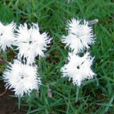 Dianthus flower seeds are easy to grow and they produce a wide variety of colors and forms. Dianthus Tiny Rubies A Profile Of Cheddar Pinks Tiny Rubies