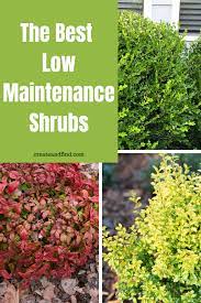 Low Maintenance Shrubs Perfect For The Front Of The House Low Maintenance Shrubs Shrubs For Landscaping Easy Landscaping Front Yard