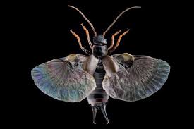 An Ode To Earwig Wings Which Break Standard Laws Of Origami Earwigs Insect Photography Insects
