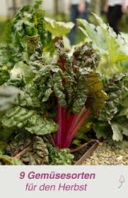 Gemuse Im Sommer Anbauen Gemuse Anpflanzen Gemuseanbau Hochbeet Anpflanzen
