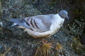 If you are experiencing problems, contact the system admin. Snow Pigeon Wikipedia