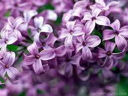 Its My Favorite Lilac Smell Sooo Good But Wish Have One Those But They Dont Carry It In Arkansas Lilac Flowers Lilac Beautiful Flowers