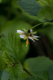 Image result for Hibiscus fuscus