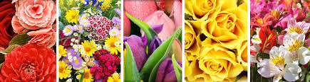 Check spelling or type a new query. Sooner Florist When You Need Flowers Sooner Tulsa Oklahoma City Amarillo