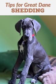 Tired Of Cleaning Up Hair After Your Great Dane Or Other Dog Follow Our Simply Tricks And Solutions To Reducing Their Great Dane Great Dane Dogs Dane Puppies