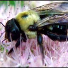 Carpenter bees do not eat wood but cause damage to structures by drilling circular holes to create tunnels inside wood. Pdf Insect Pests Of Passion Fruit Passiflora Edulis Hosts Damage Natural Enemies And Control