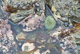 Duxbury Reef Tide Pools Bolinas Ca California Beaches