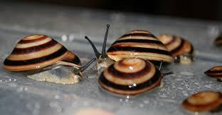 Preise richten sich nach der größe der tiere: Ulitki Caracolus Pleurodonte Excellence