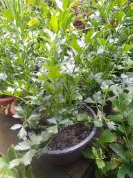 Pelajari cara menanam daun basil yang paling tepat. Tanam Daun Sup Cara Mudah Murah Begini Stepnya Keluarga