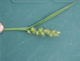 Image result for Cenchrus trachyphyllus