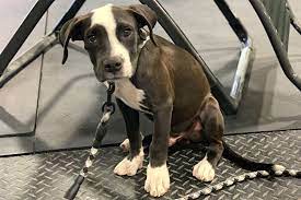 Must be at least 18 years old to adopt. Puppies For Adoption Colorado The Y Guide