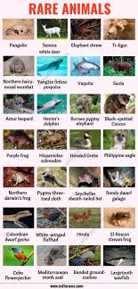 List Of Animals A Big Lesson Of Animal Names With The Pictures Esl Forums