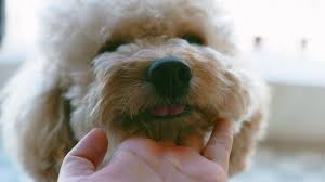 Dogs Pictures In 2020 Pet Supplies Dogs Pets