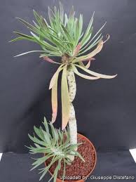 Image result for Kleinia sp.no.1