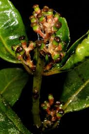 Image result for Xymalos