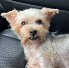 My Beautiful 3 year old Fur Baby Bonnie 😘😍