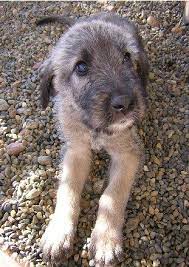 I Am Helpless I Just Adore These Dogs Wolfhound Puppies Irish Wolfhound Puppies Irish Wolfhound