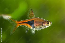 Image result for Heteromorpha