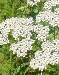Image result for Achillea millefolium