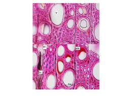 Image result for Secamone africana