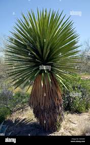 Image result for Yucca gigantea