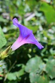 Hummingbirds swarm to the tubular blossoms, so to make the birdies happy, everyone should plant this. Trumpet Shaped Purple Flower Free Stock Photo Public Domain Pictures