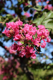 Información y consejos sobre este árbol • árbol de júpiter: Flores Rosas Del Arbol De Jupiter Tambien Llamado Lagerstroemia Indica Espumilla Lila De Las Indias Lila Del Sur Crespon Crepe Myrtle Stock Photo Adobe Stock