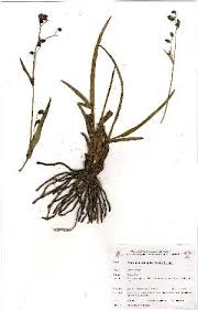 Image result for Murdannia simplex