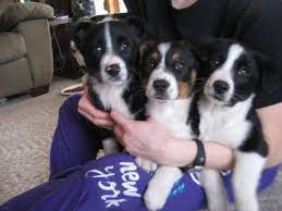 Cowboy corgi puppies for sale ohio. Cowboy Corgi Puppies For Sale 8 Weeks Old For Sale In Allerton Iowa Classified Americanlisted Com