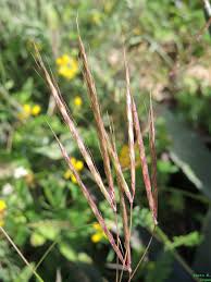 Image result for Heteranthoecia  guineensis