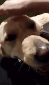 Good Boi Dog GIF - Good Boi Dog Doggy - Discover & Share GIFs