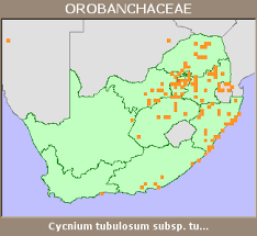 Image result for Cycnium tubulosum