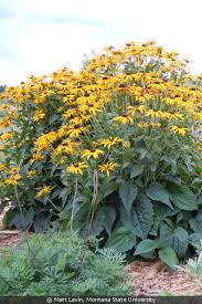 Image result for Rudbeckia hirta