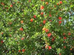 Pomegranate tree with red flowers. Pomegranate Trees Pat Welsh Organic And Southern California Gardening