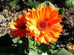 Image result for Gerbera jamesonii