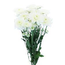 Ratio of pink flowers to white flowers is 5:7. White Cushion Spray Mums Florabundance Wholesale Flowers